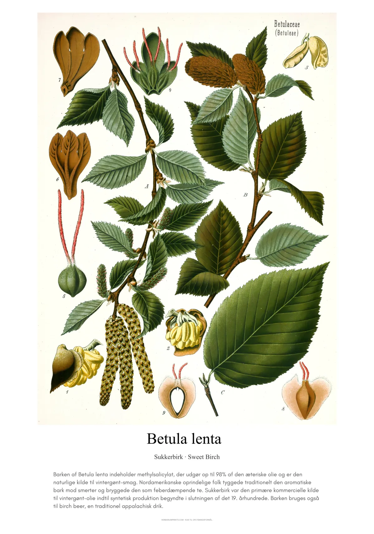Betula lenta