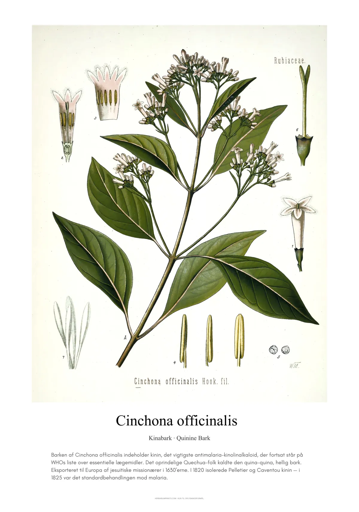 Cinchona officinalis