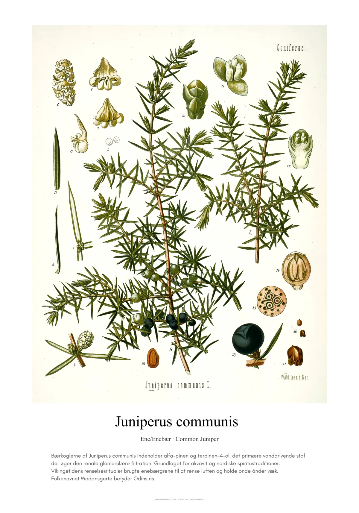 Juniperus communis