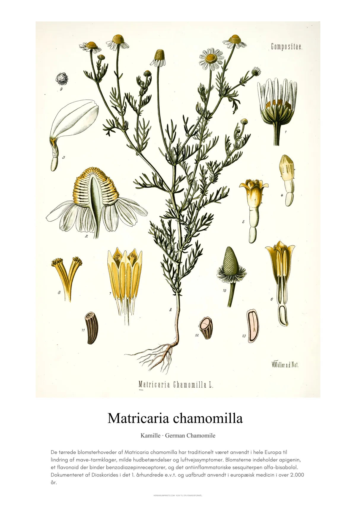 Matricaria chamomilla