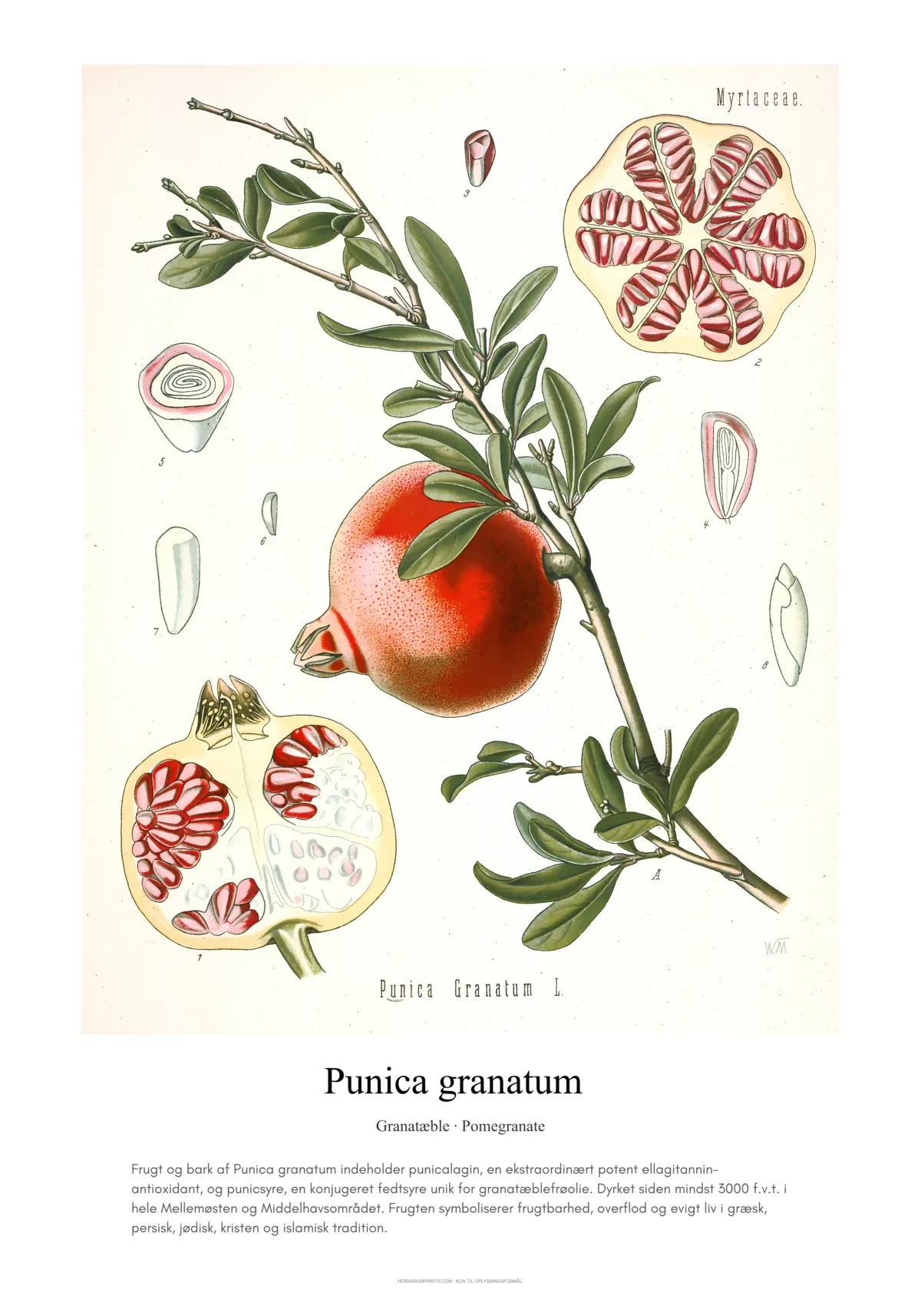 Punica granatum