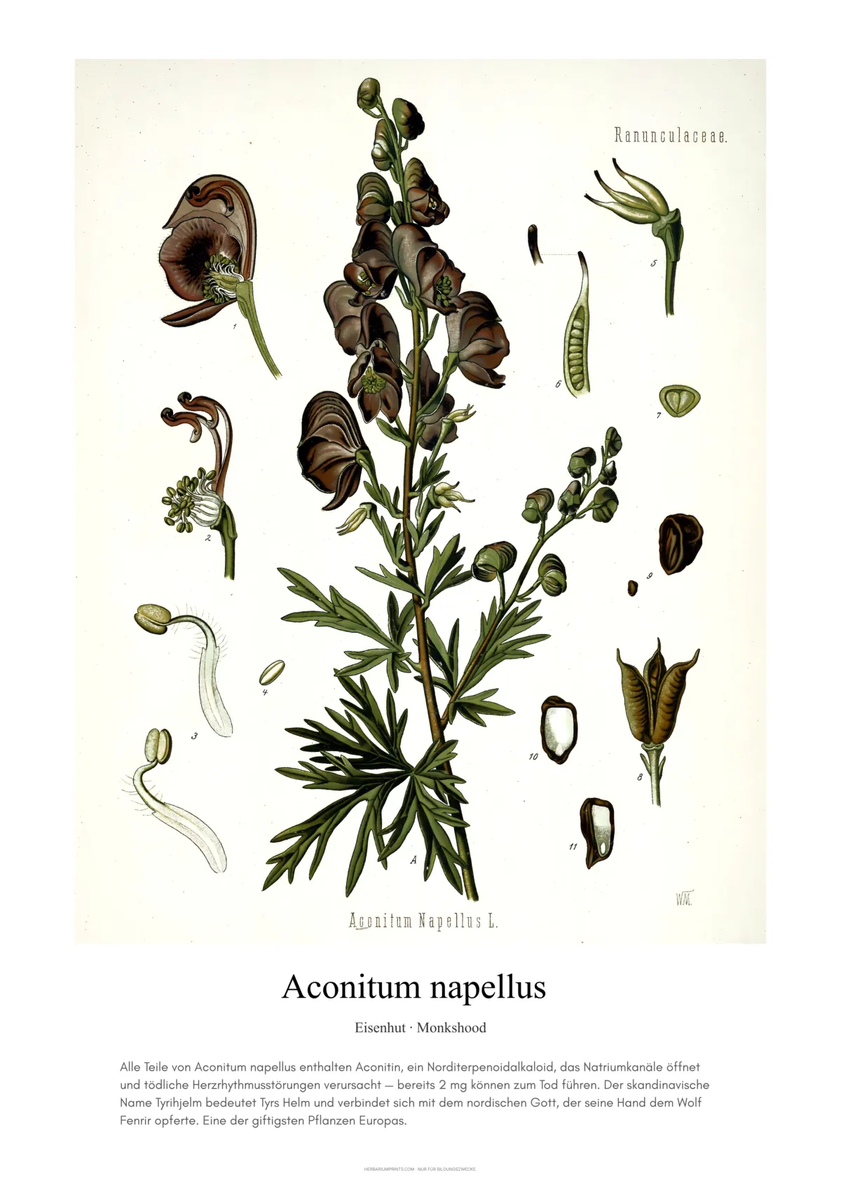 Aconitum napellus