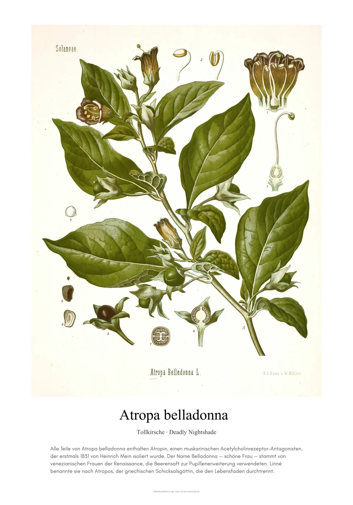 Atropa belladonna