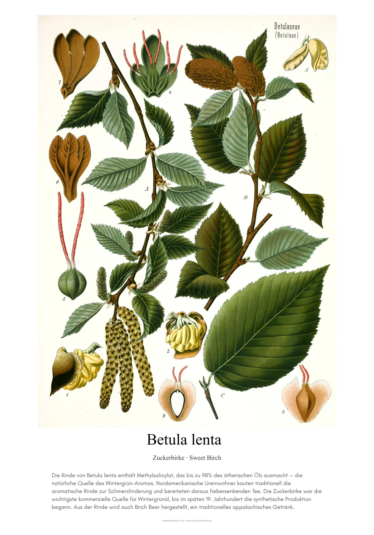 Betula lenta