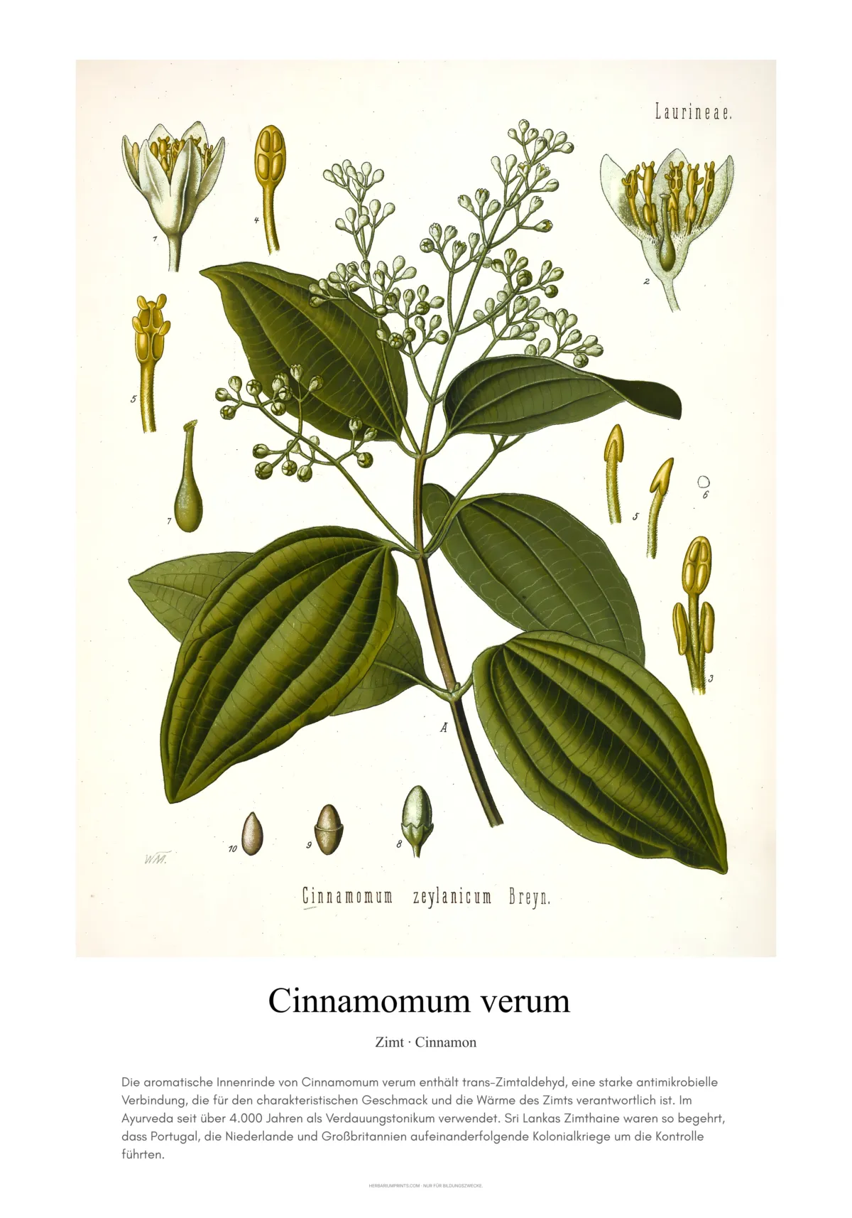 Cinnamomum verum