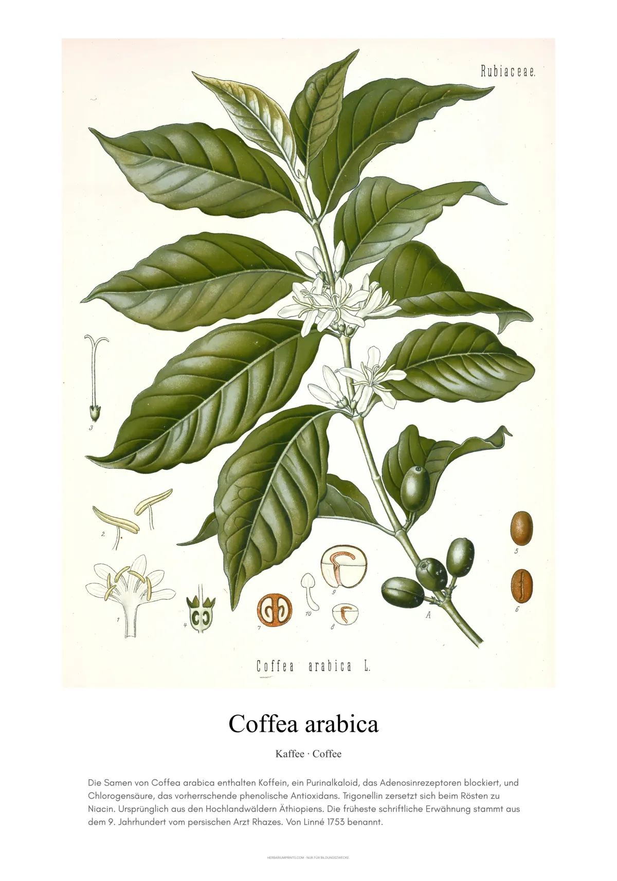 Coffea arabica