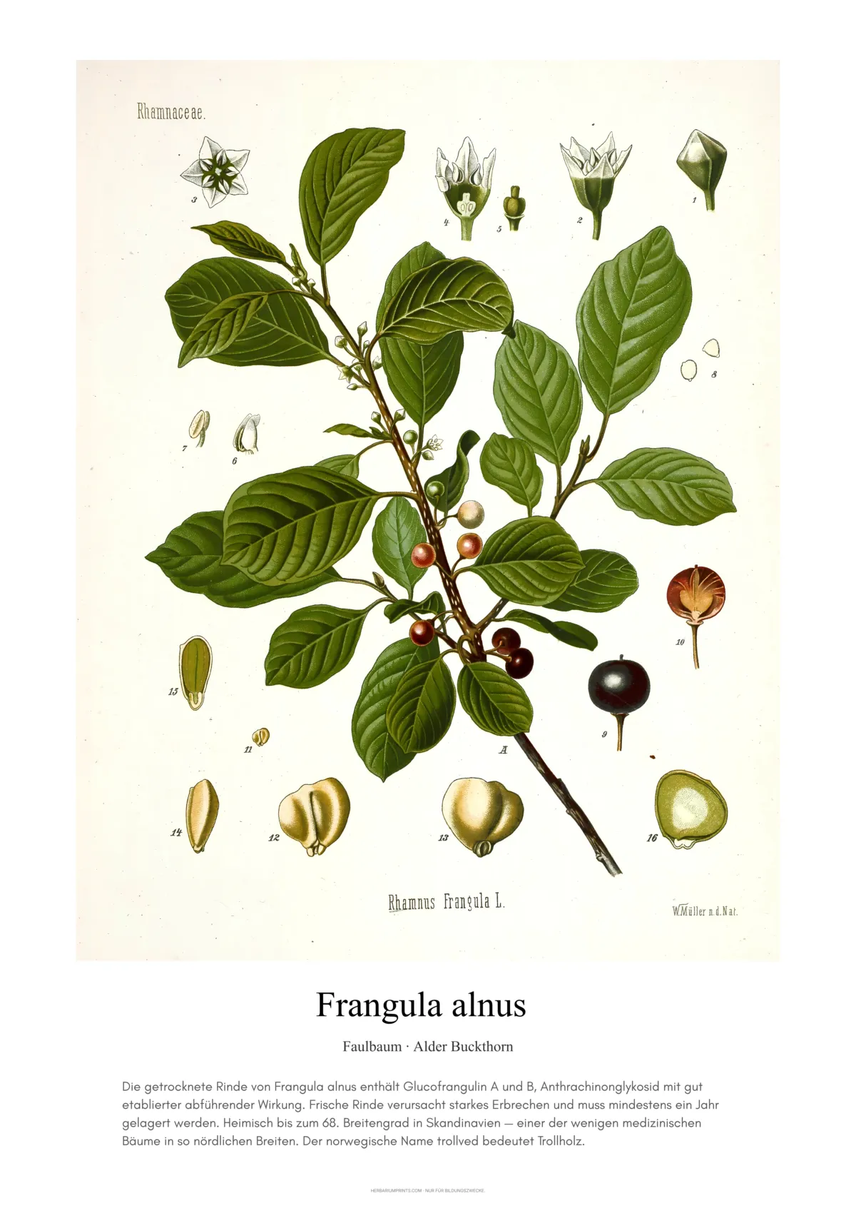 Frangula alnus