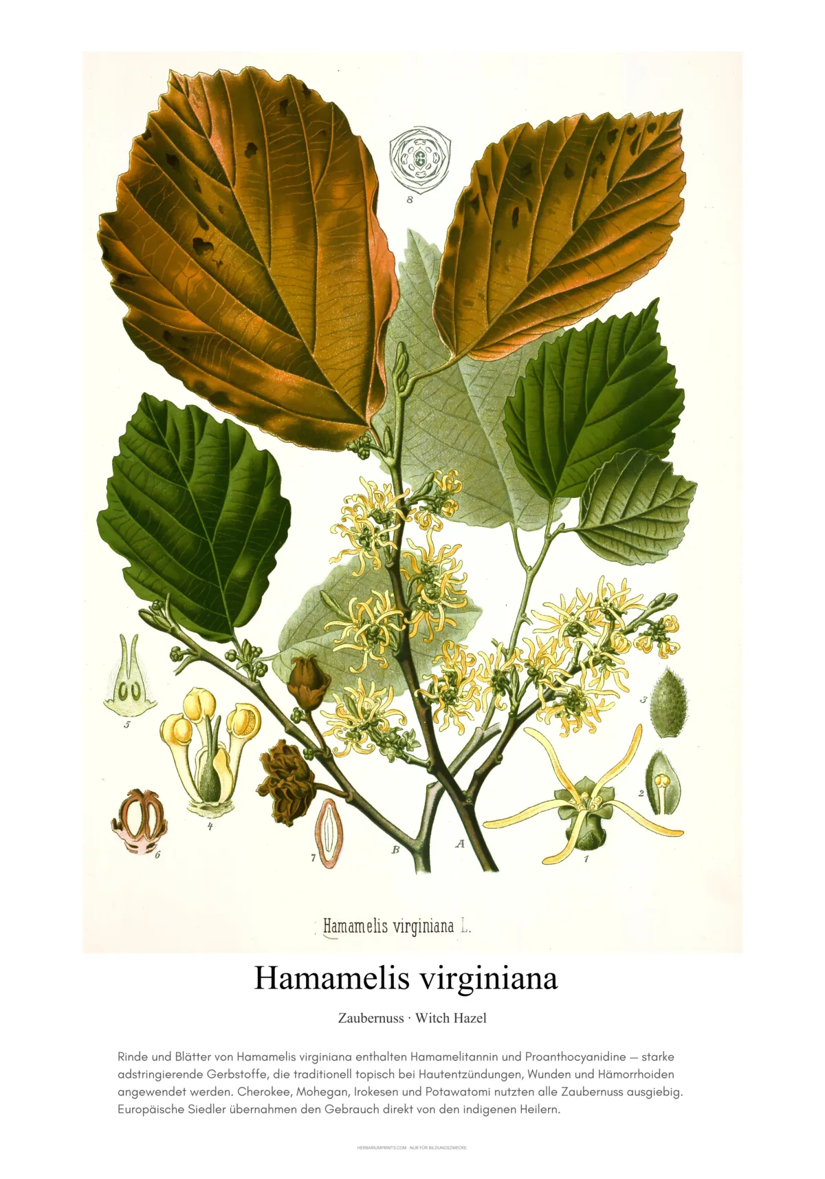 Hamamelis virginiana