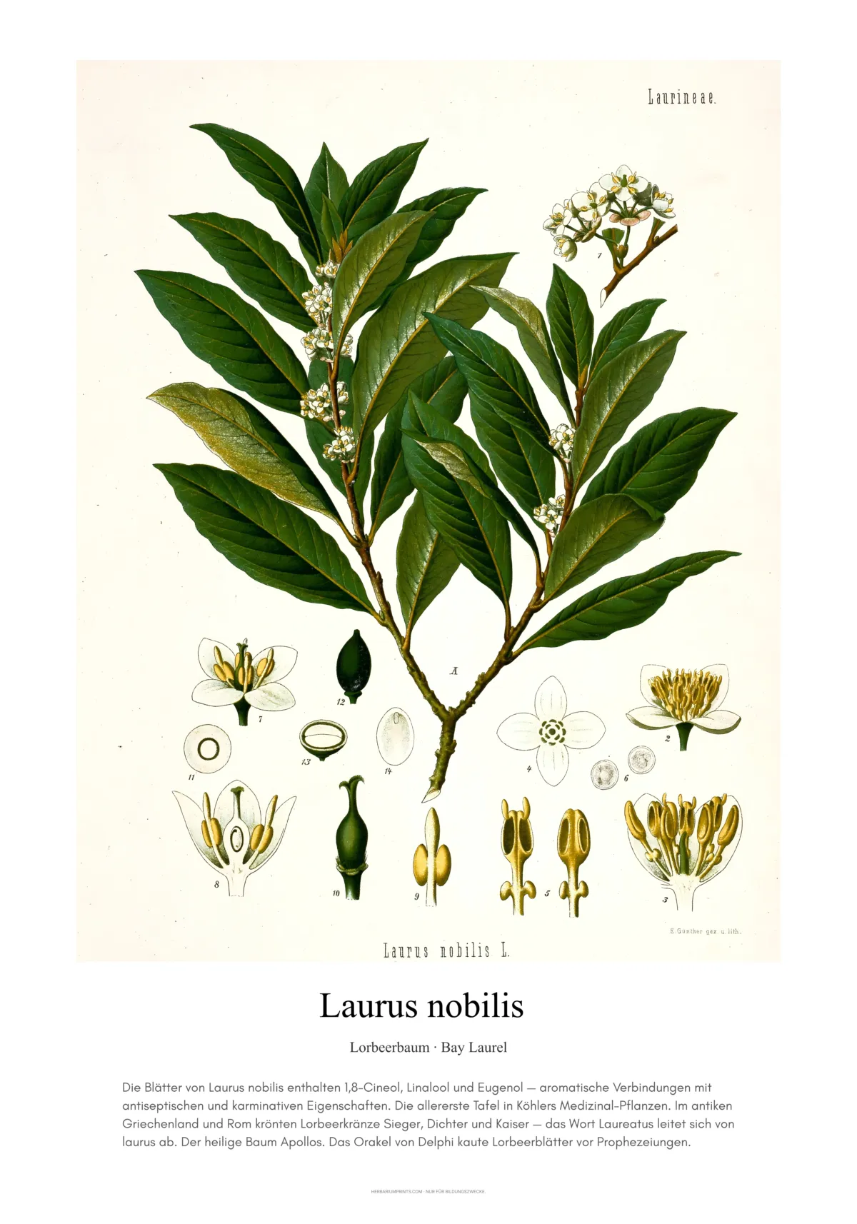 Laurus nobilis