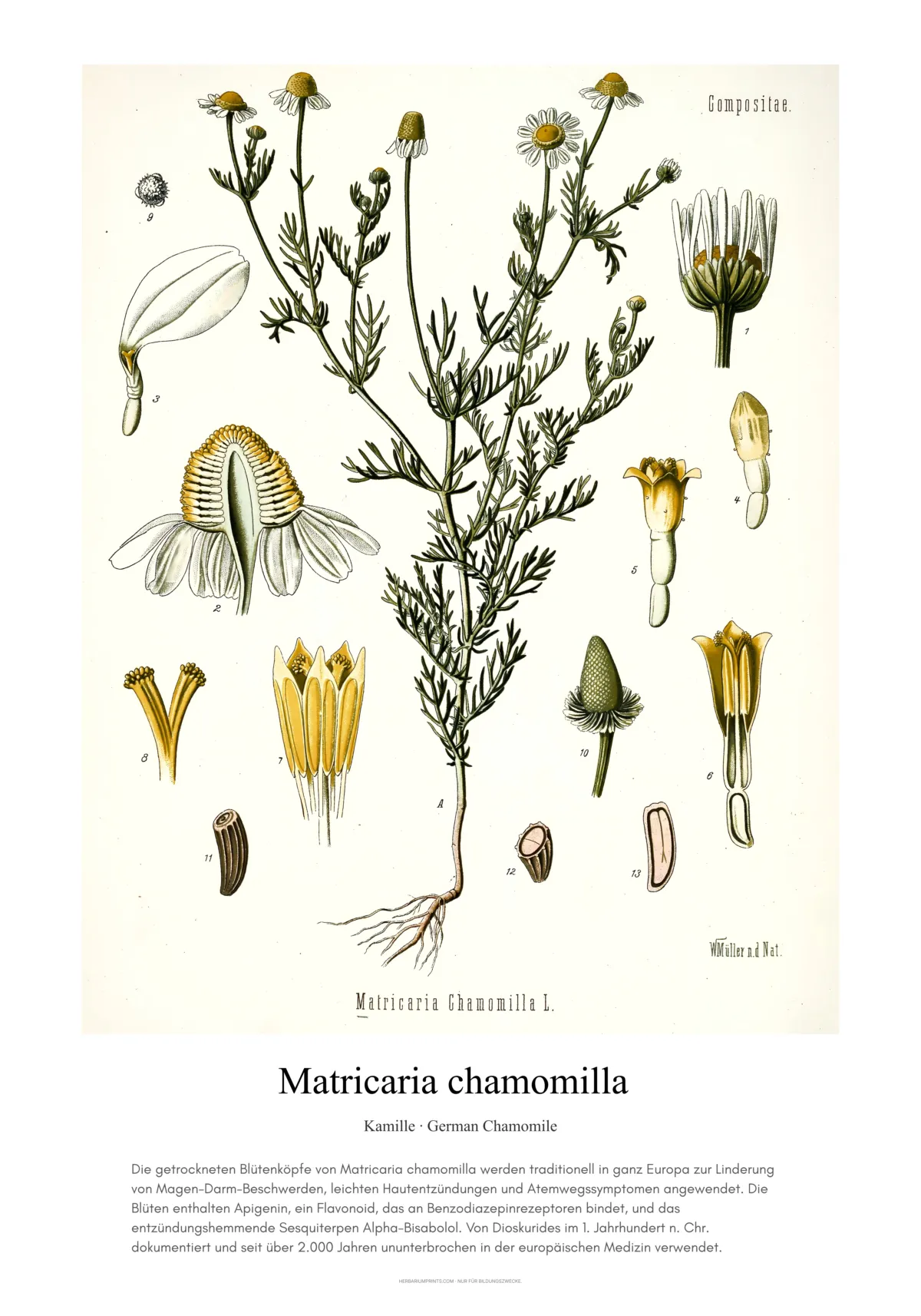 Matricaria chamomilla