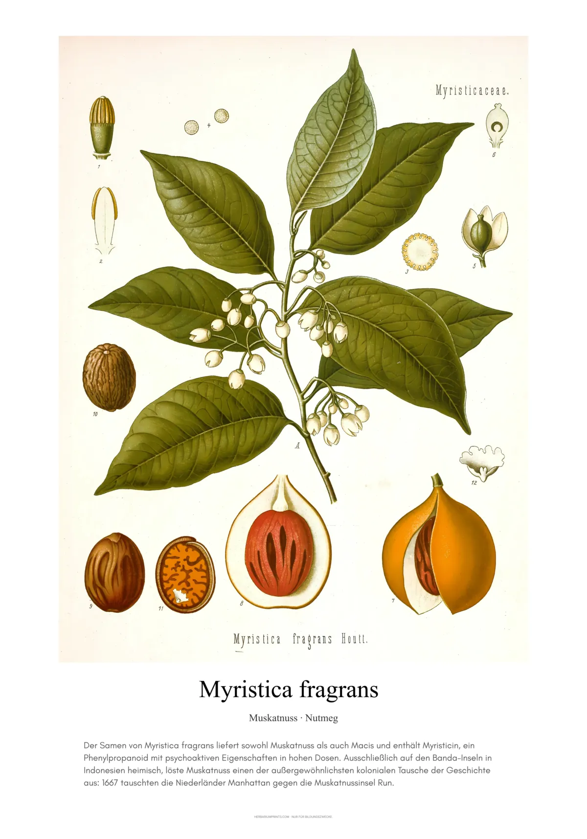 Myristica fragrans