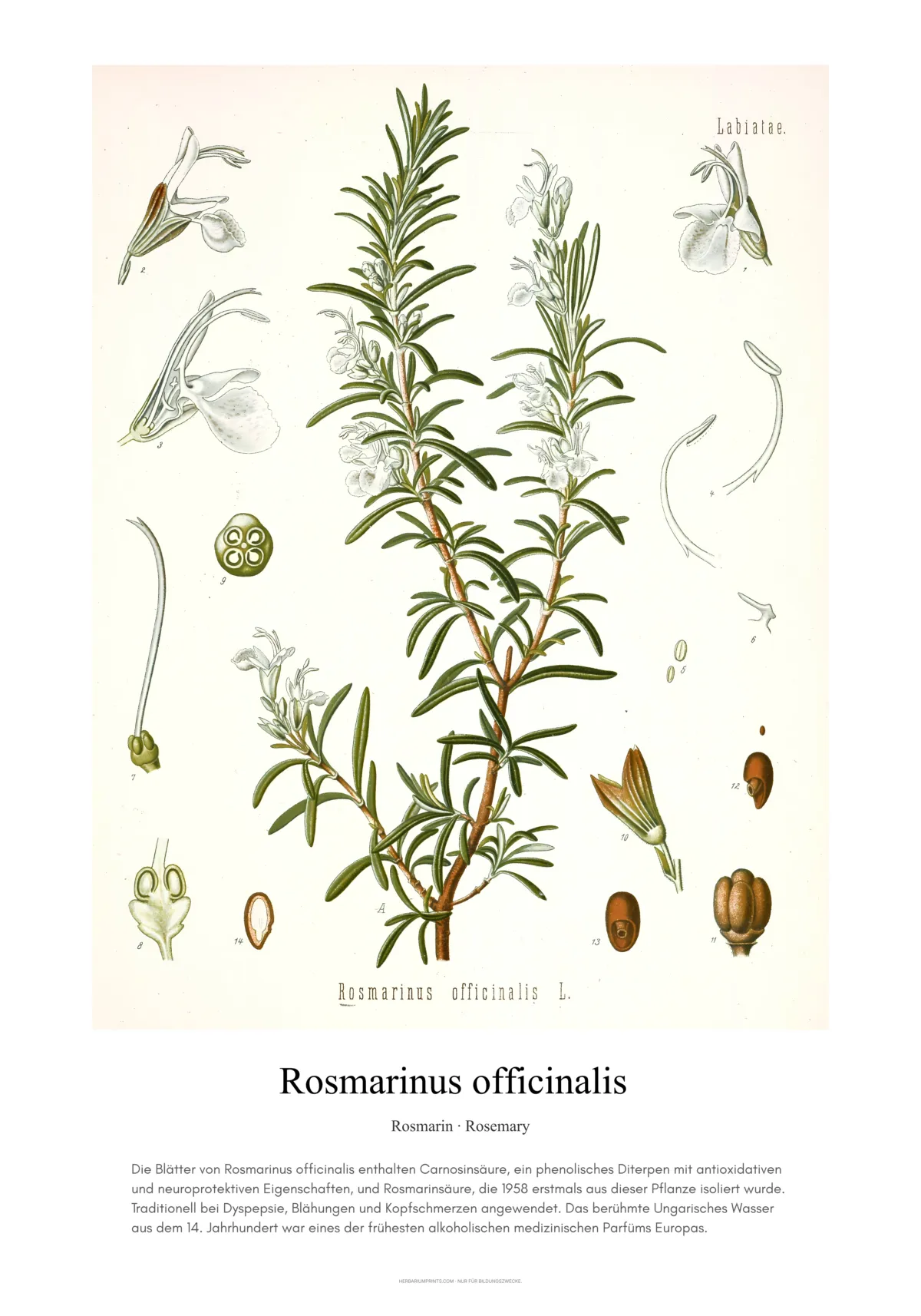 Rosmarinus officinalis