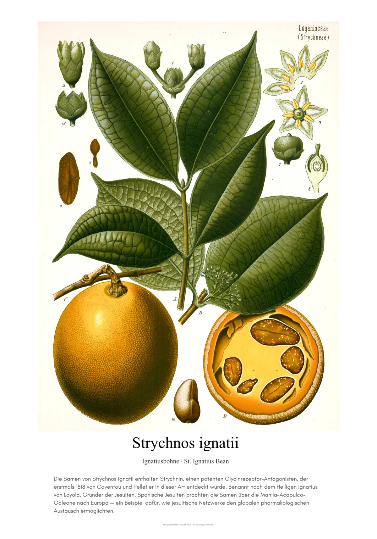Strychnos ignatii