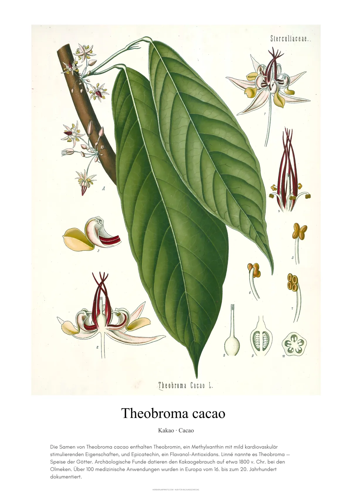 Theobroma cacao