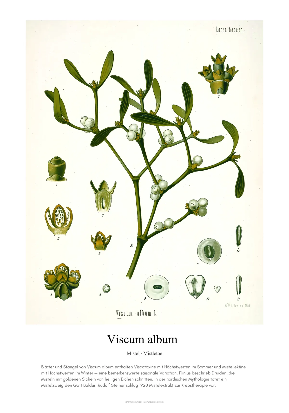 Viscum album