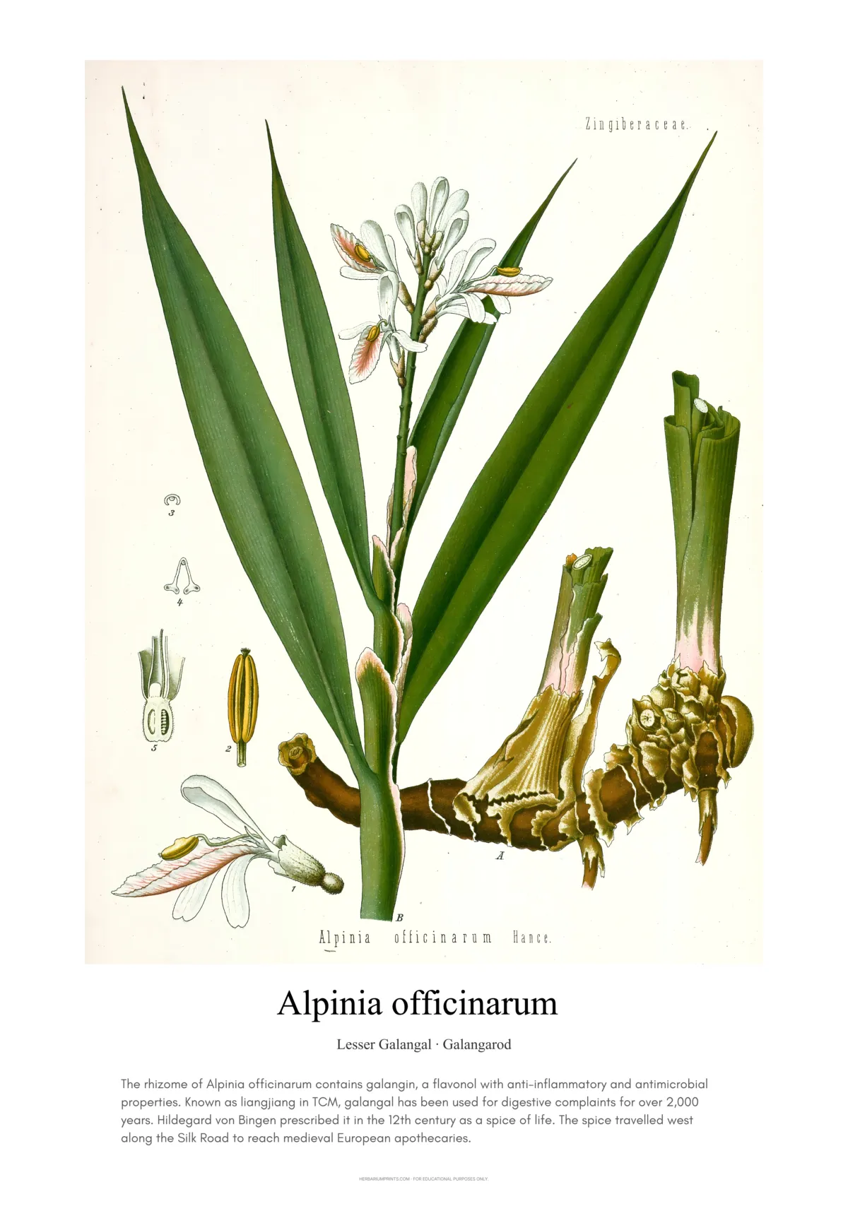 Alpinia officinarum