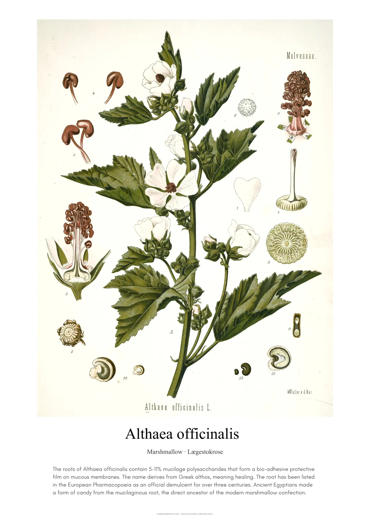 Althaea officinalis