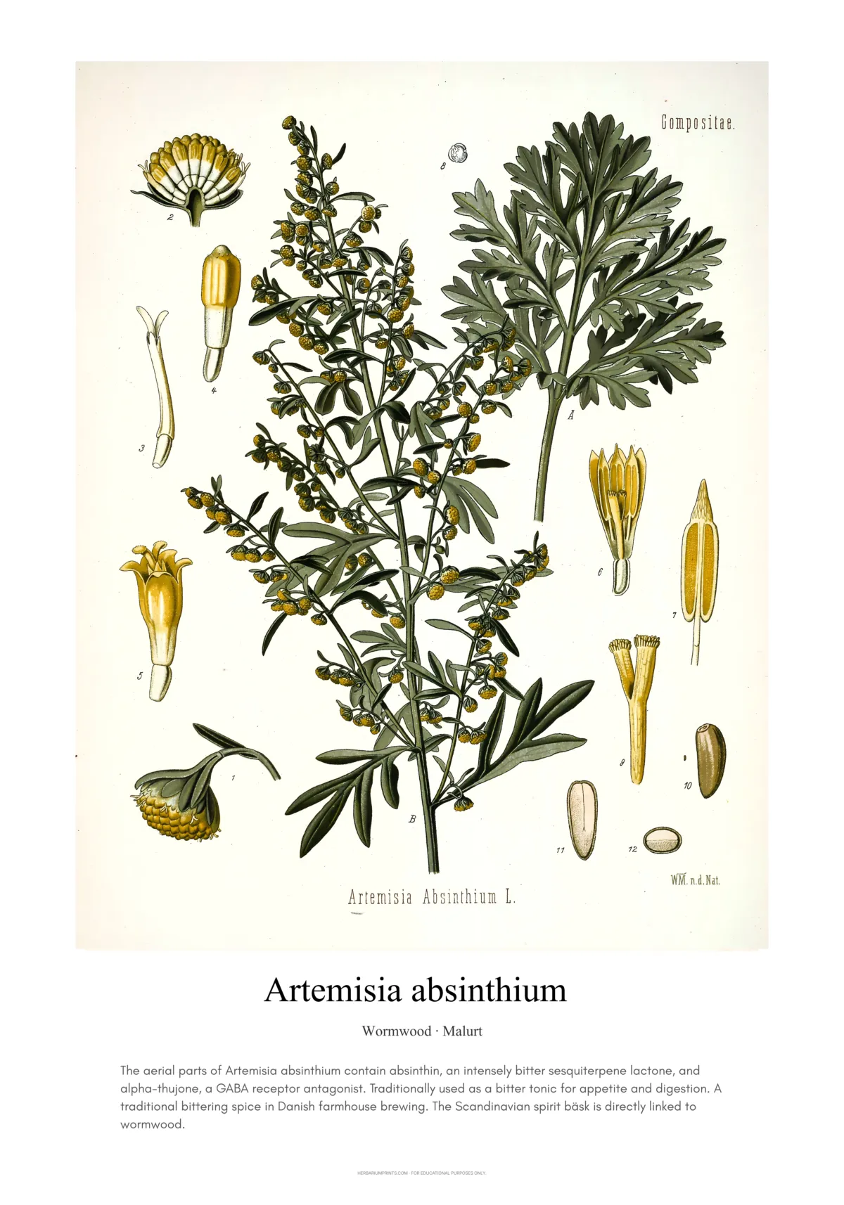 Artemisia absinthium