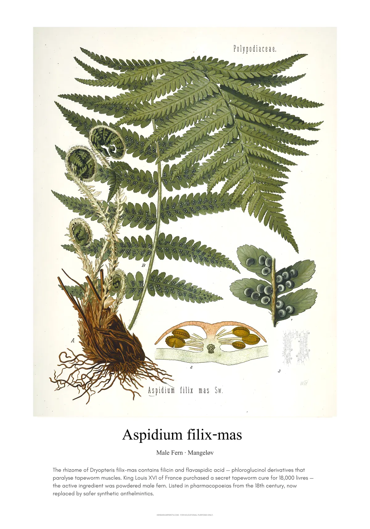 Aspidium filix-mas