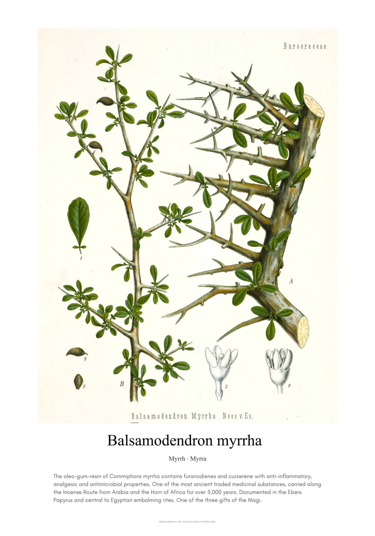 Balsamodendron myrrha