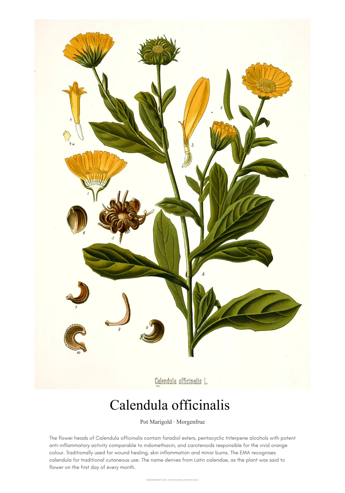 Calendula officinalis