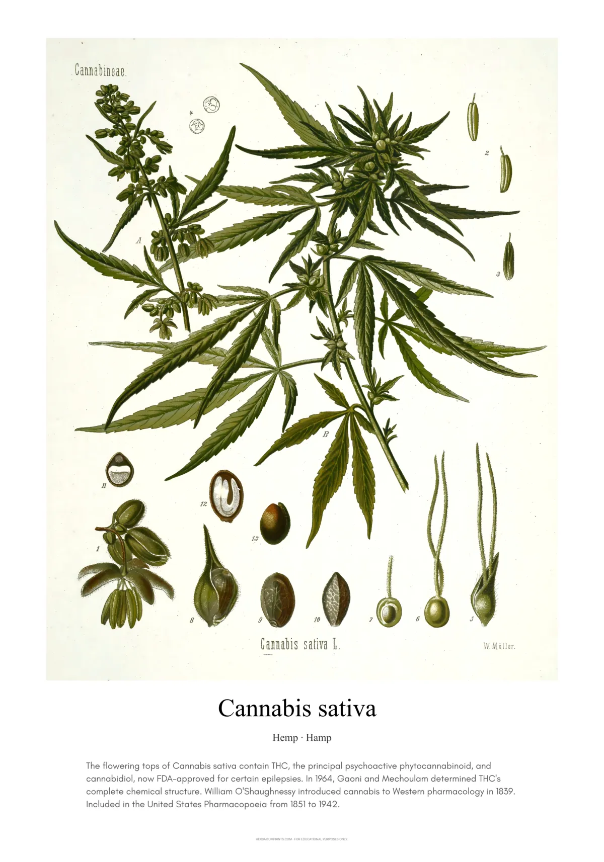 Cannabis sativa