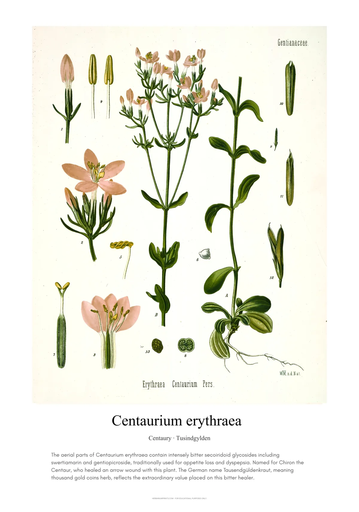 Centaurium erythraea
