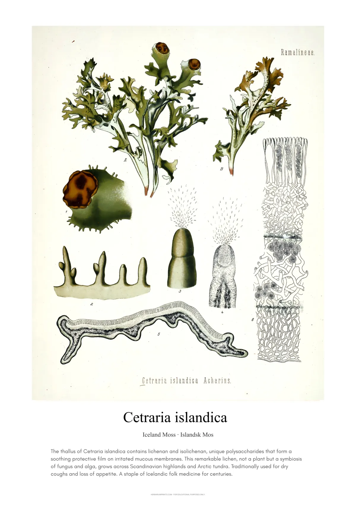 Cetraria islandica