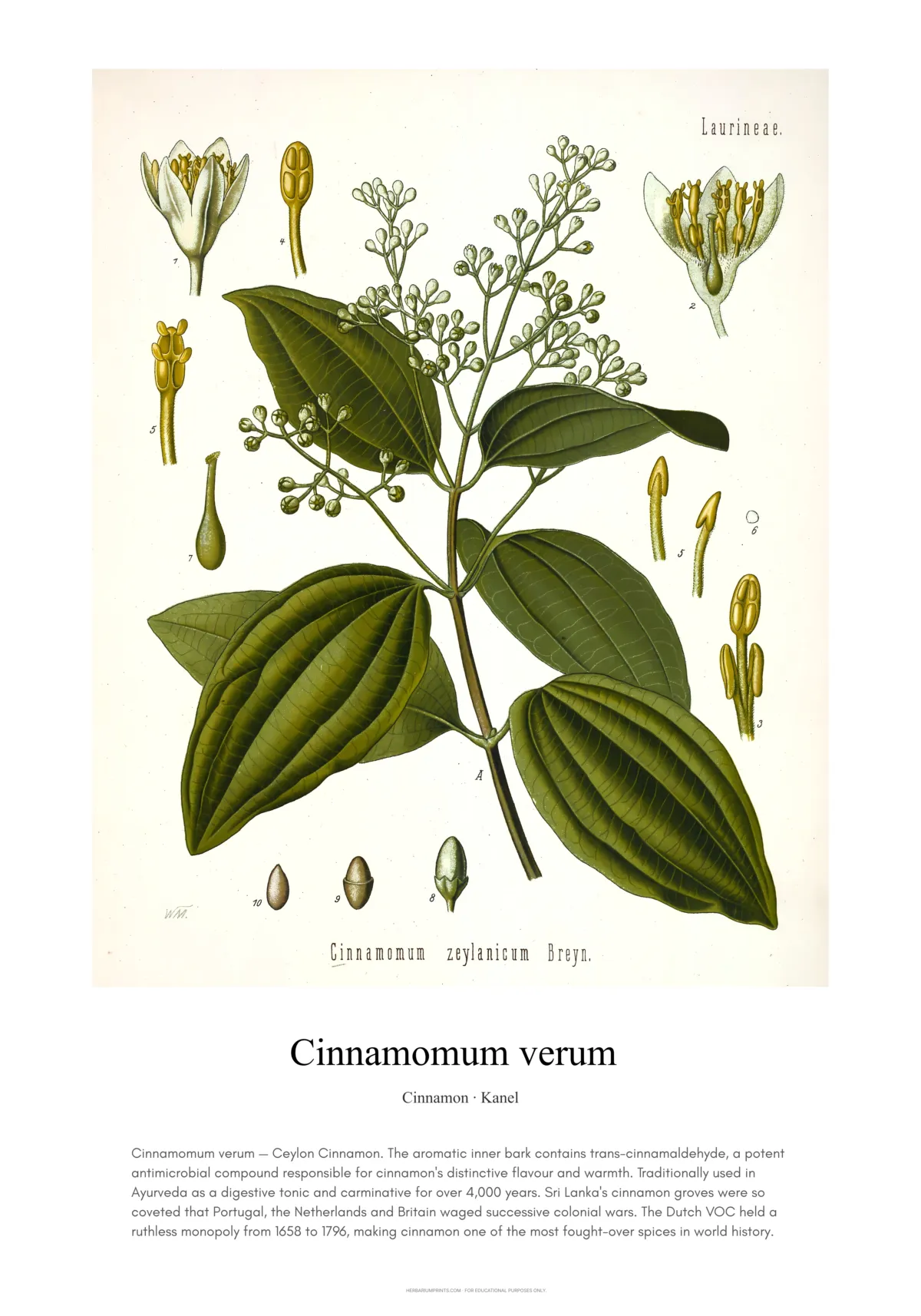 Cinnamomum verum