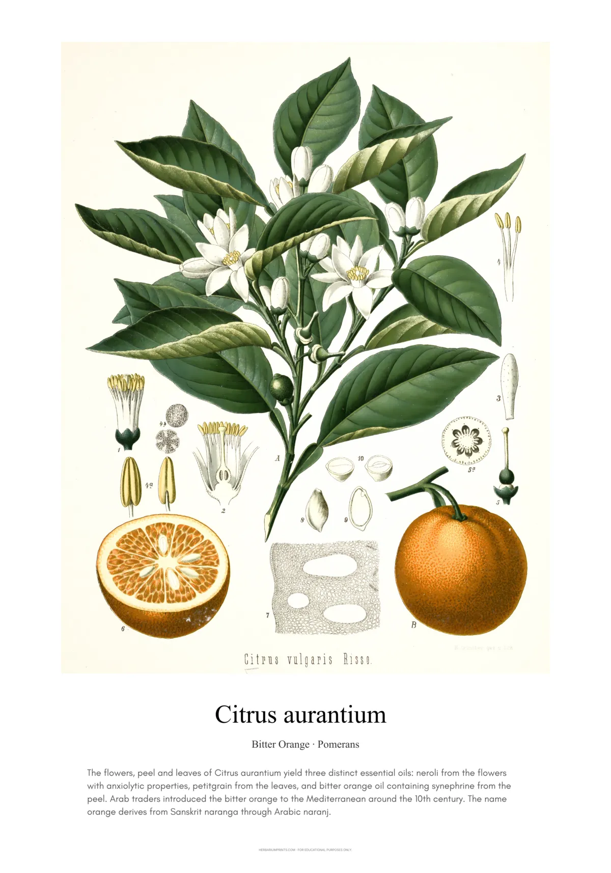 Citrus vulgaris