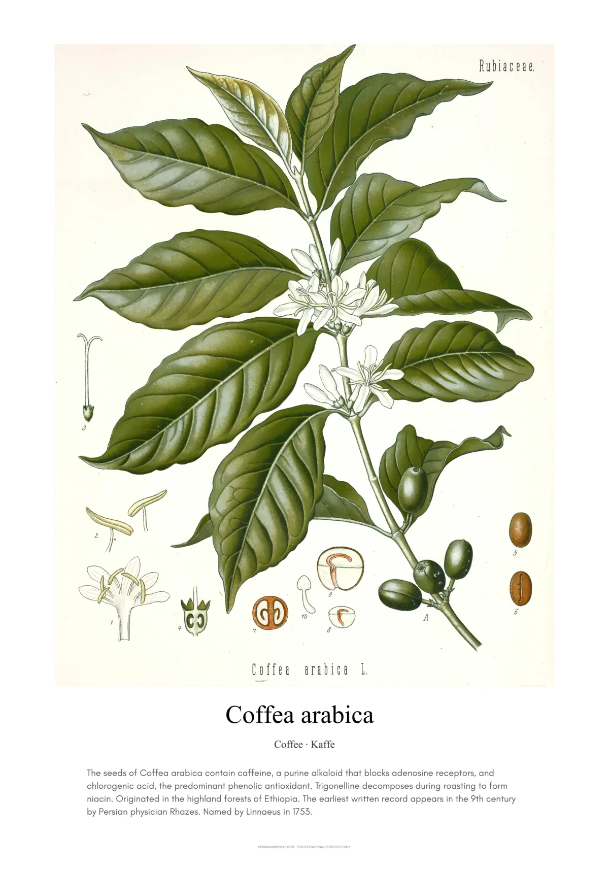 Coffea arabica