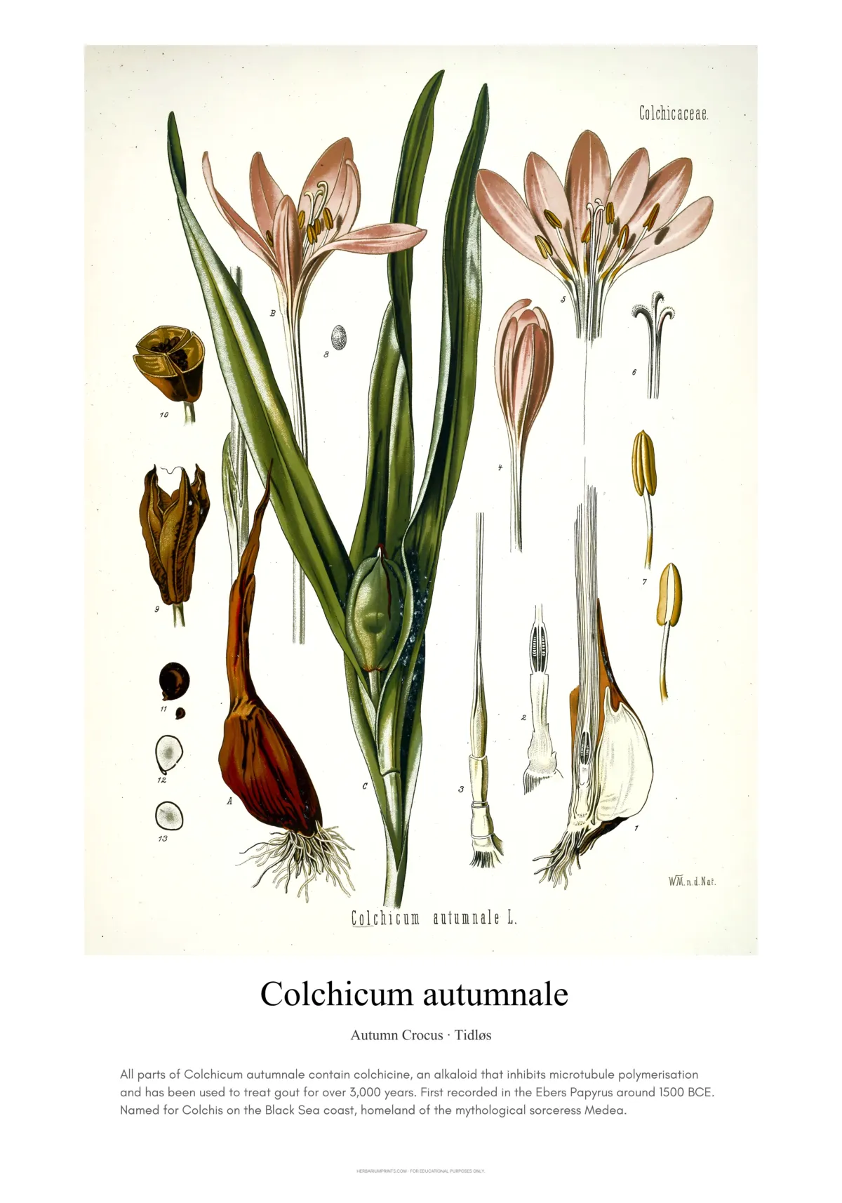 Colchicum autumnale