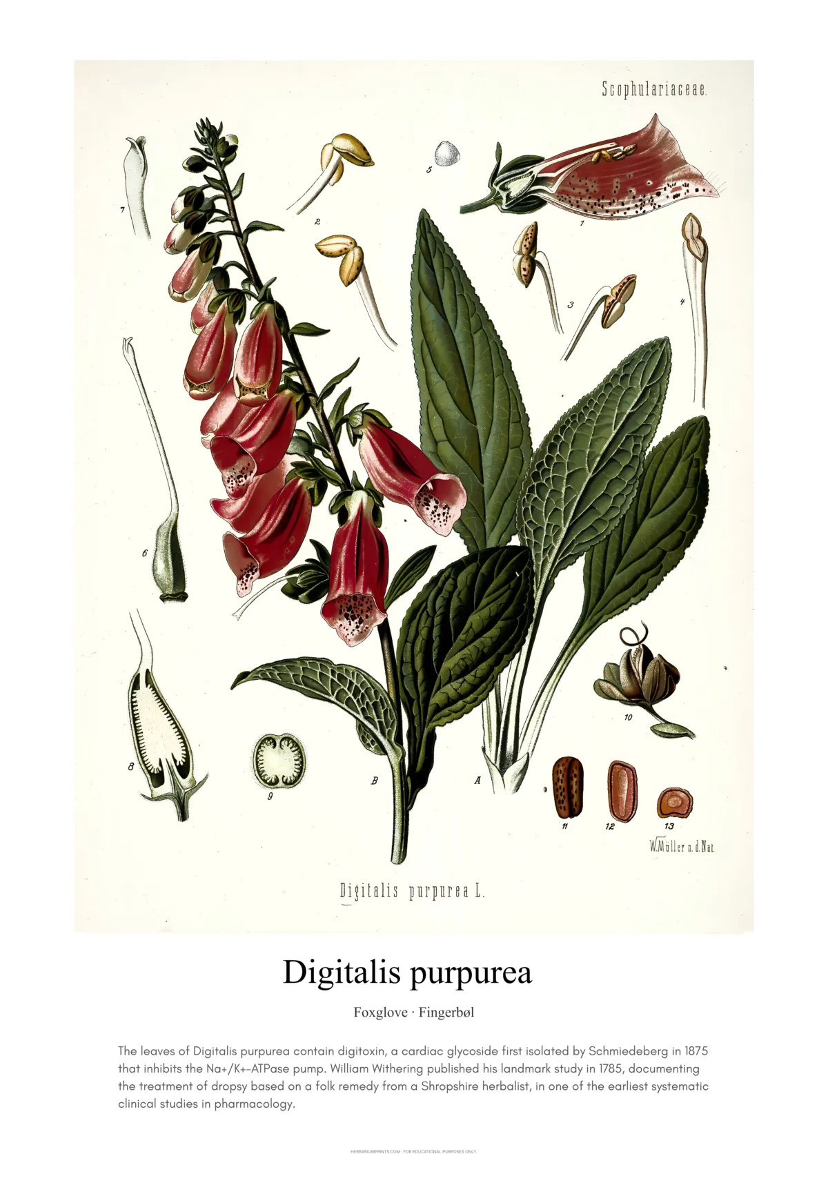 Digitalis purpurea
