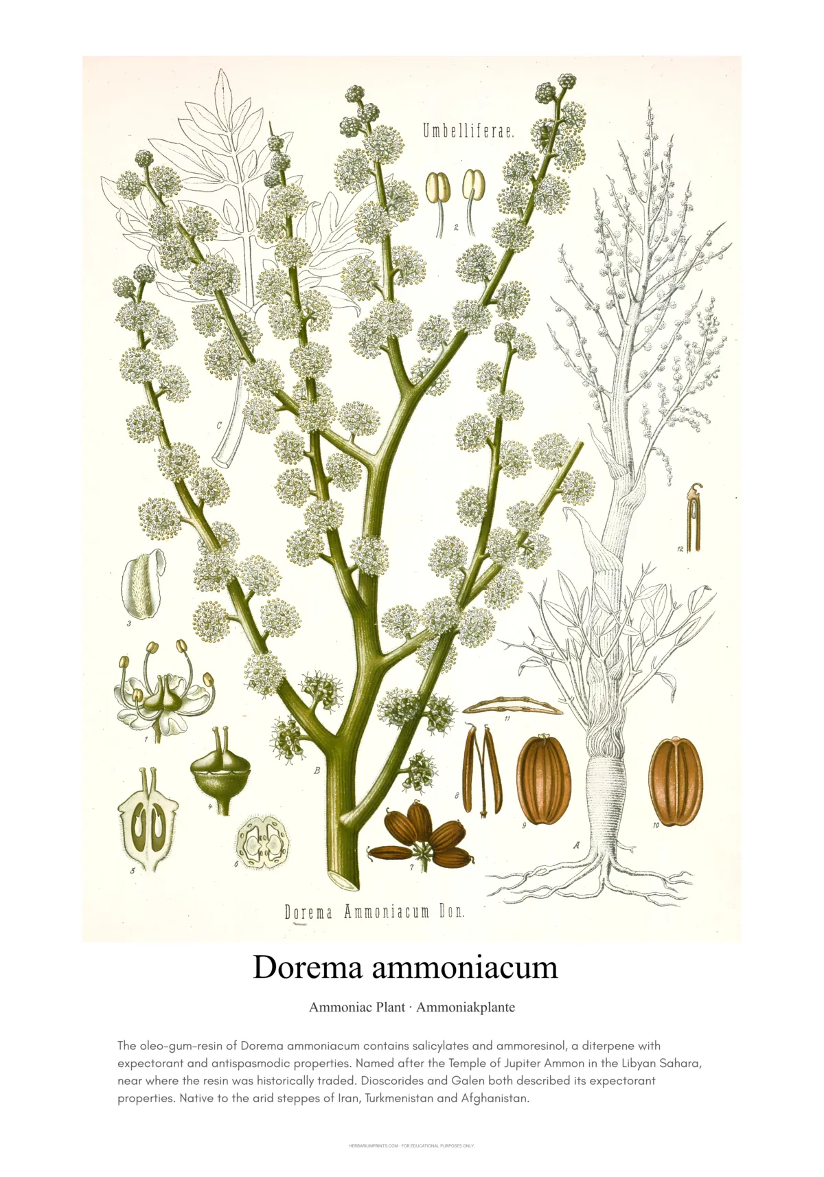 Dorema ammoniacum