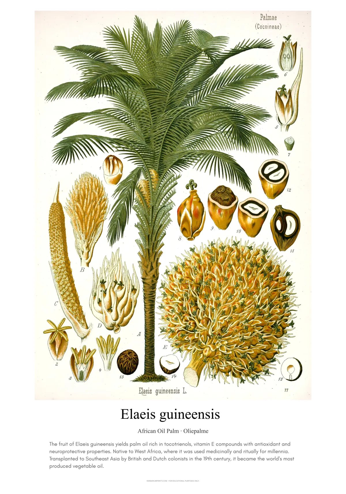 Elaeis guineensis
