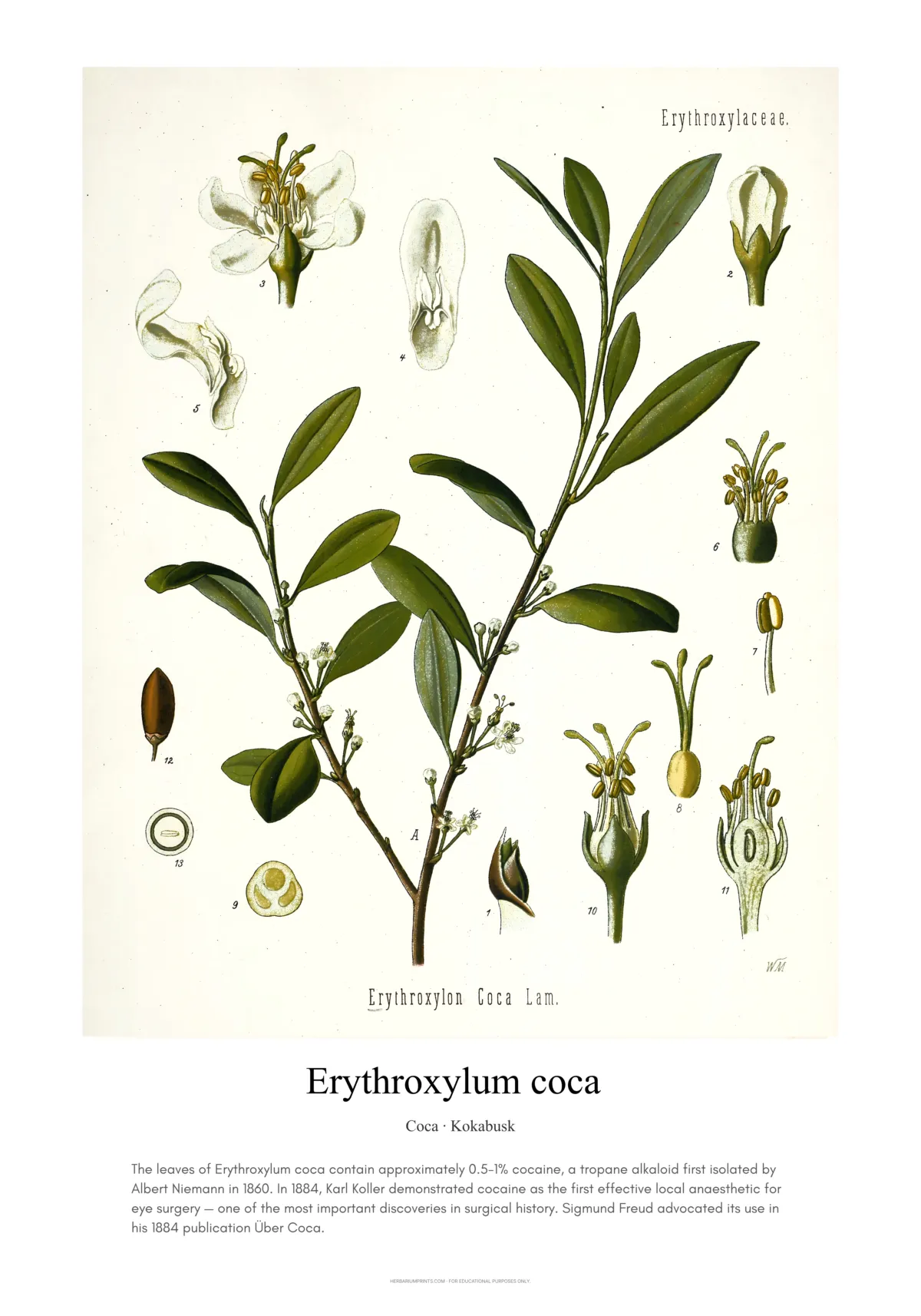 Erythroxylum coca