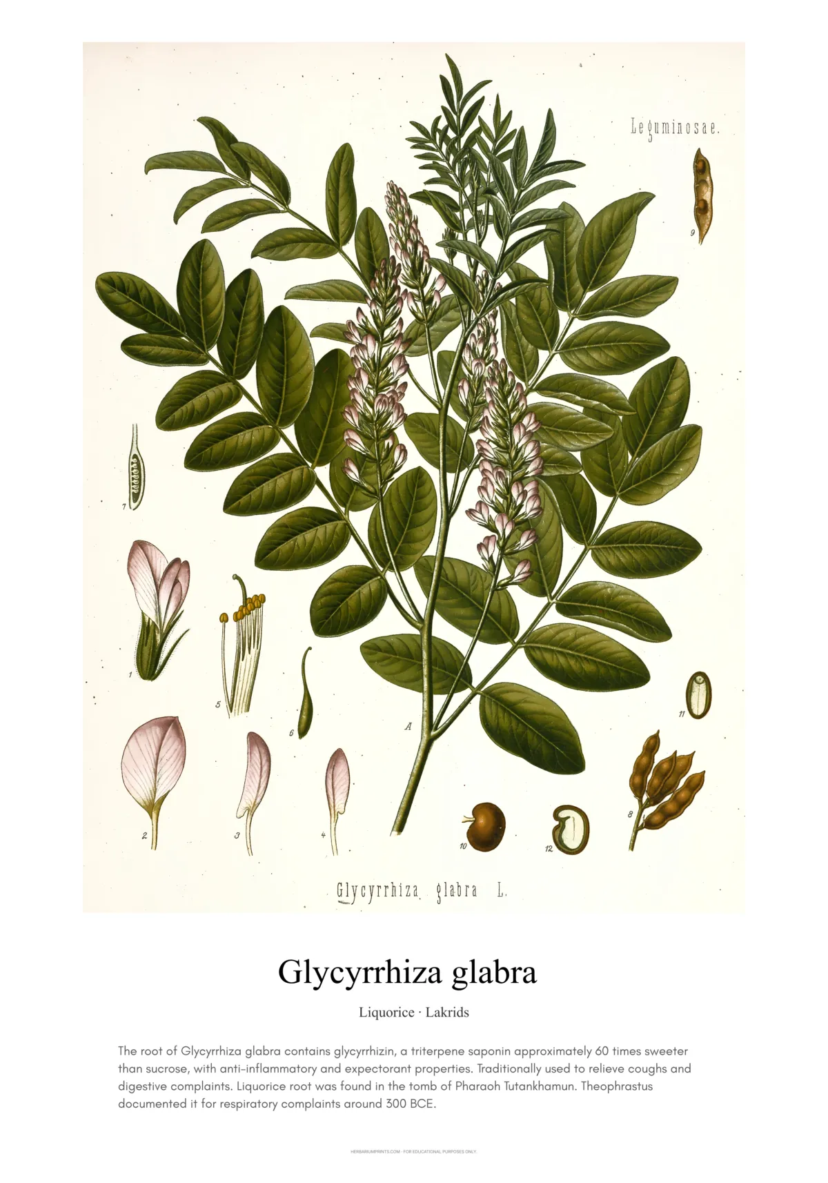 Glycyrrhiza glabra