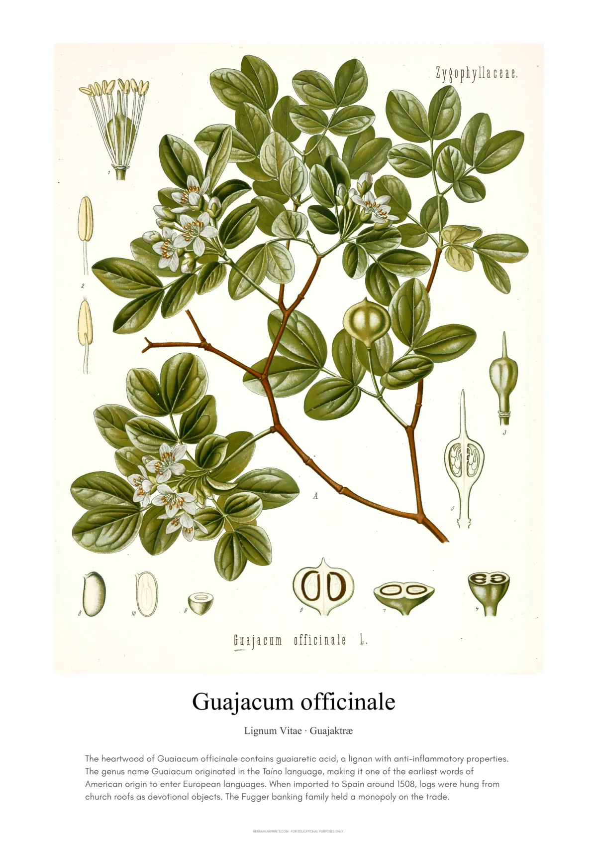 Guajacum officinale