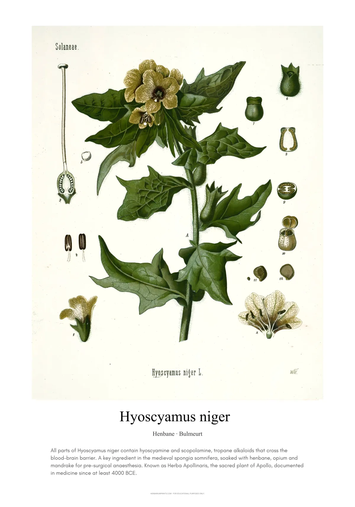Hyoscyamus niger