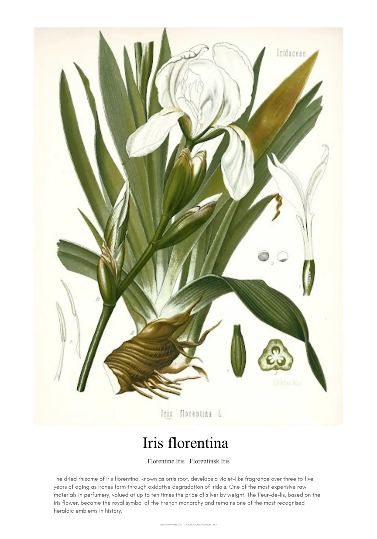 Iris florentina