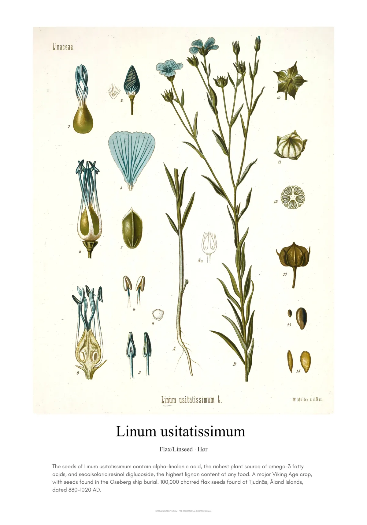 Linum usitatissimum