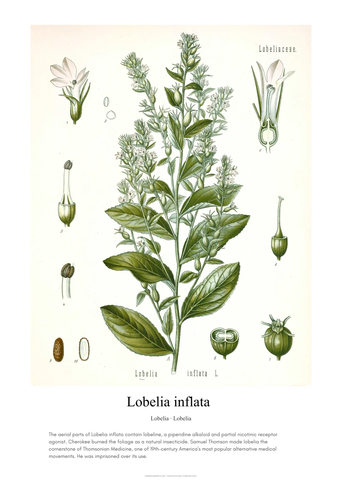 Lobelia inflata