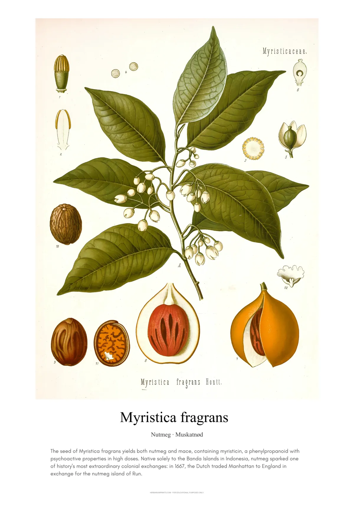 Myristica fragrans