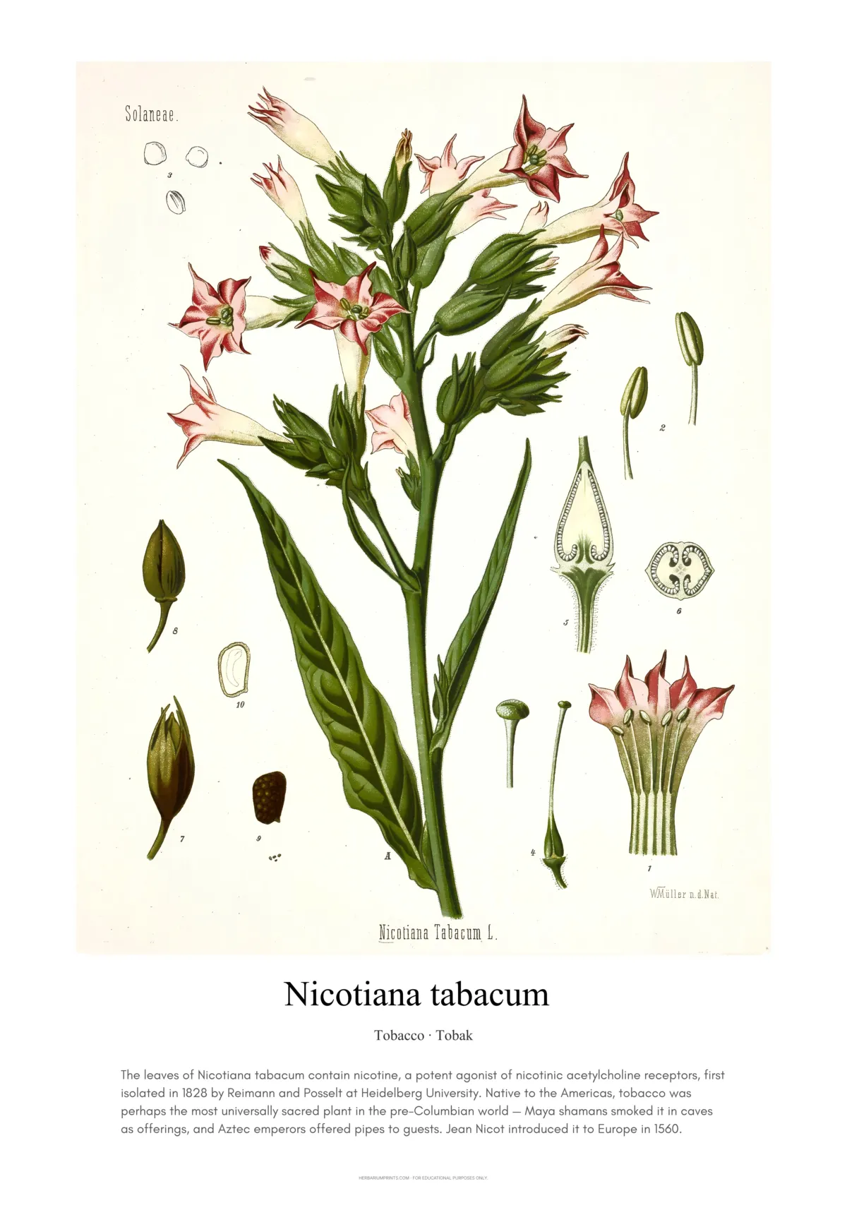 Nicotiana tabacum