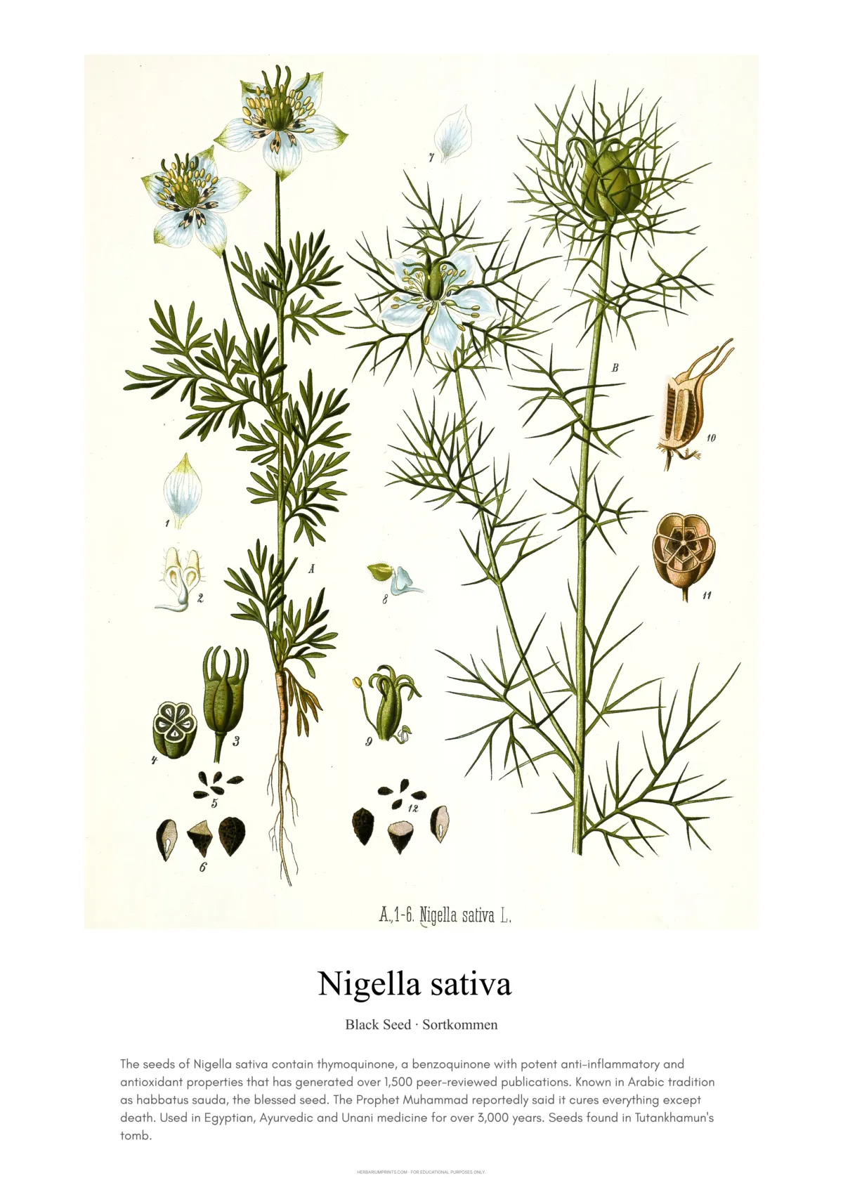 Nigella sativa