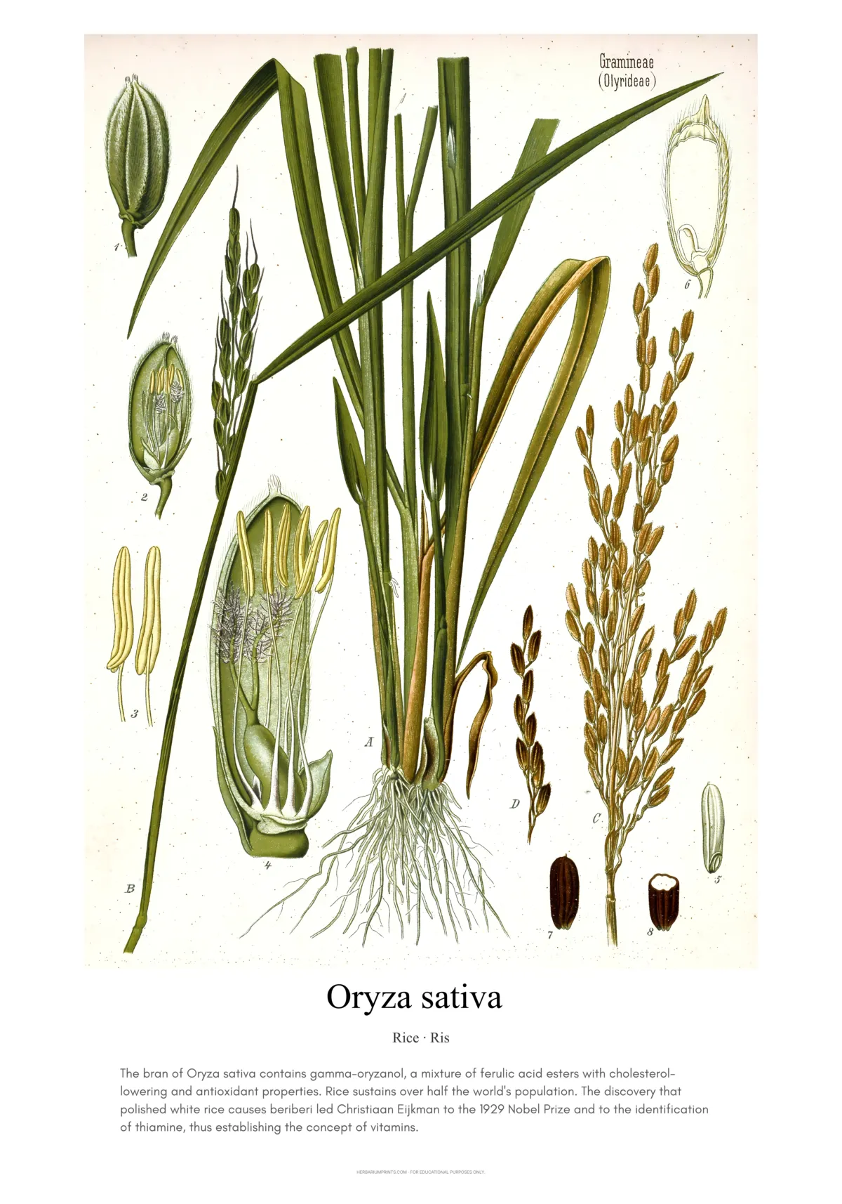 Oryza sativa