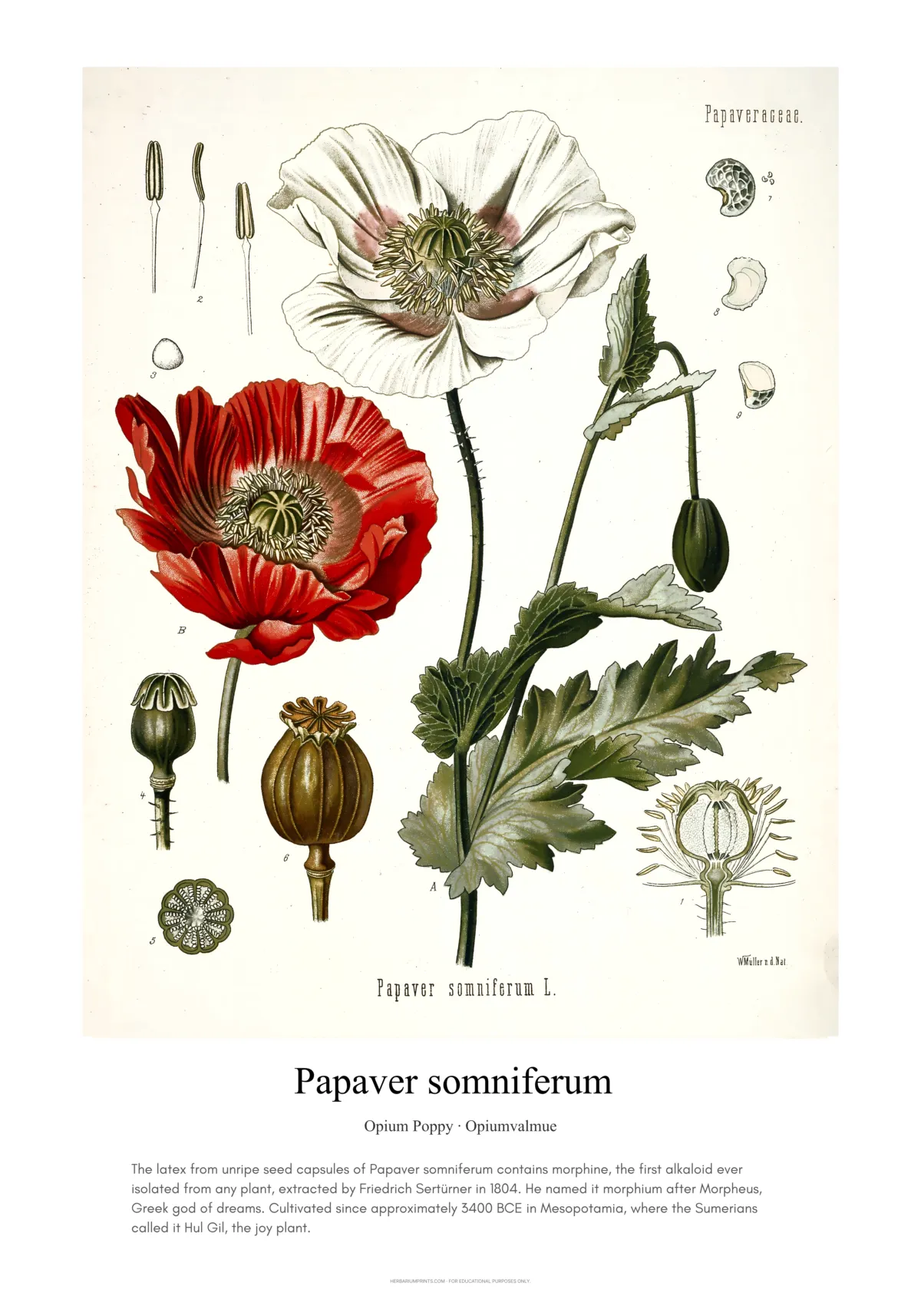 Papaver somniferum