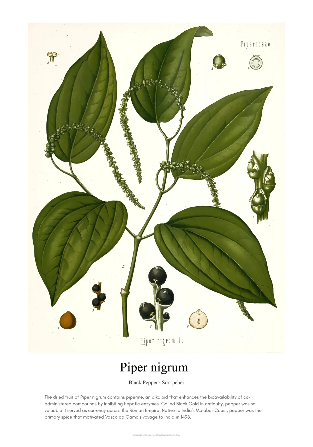 Piper nigrum