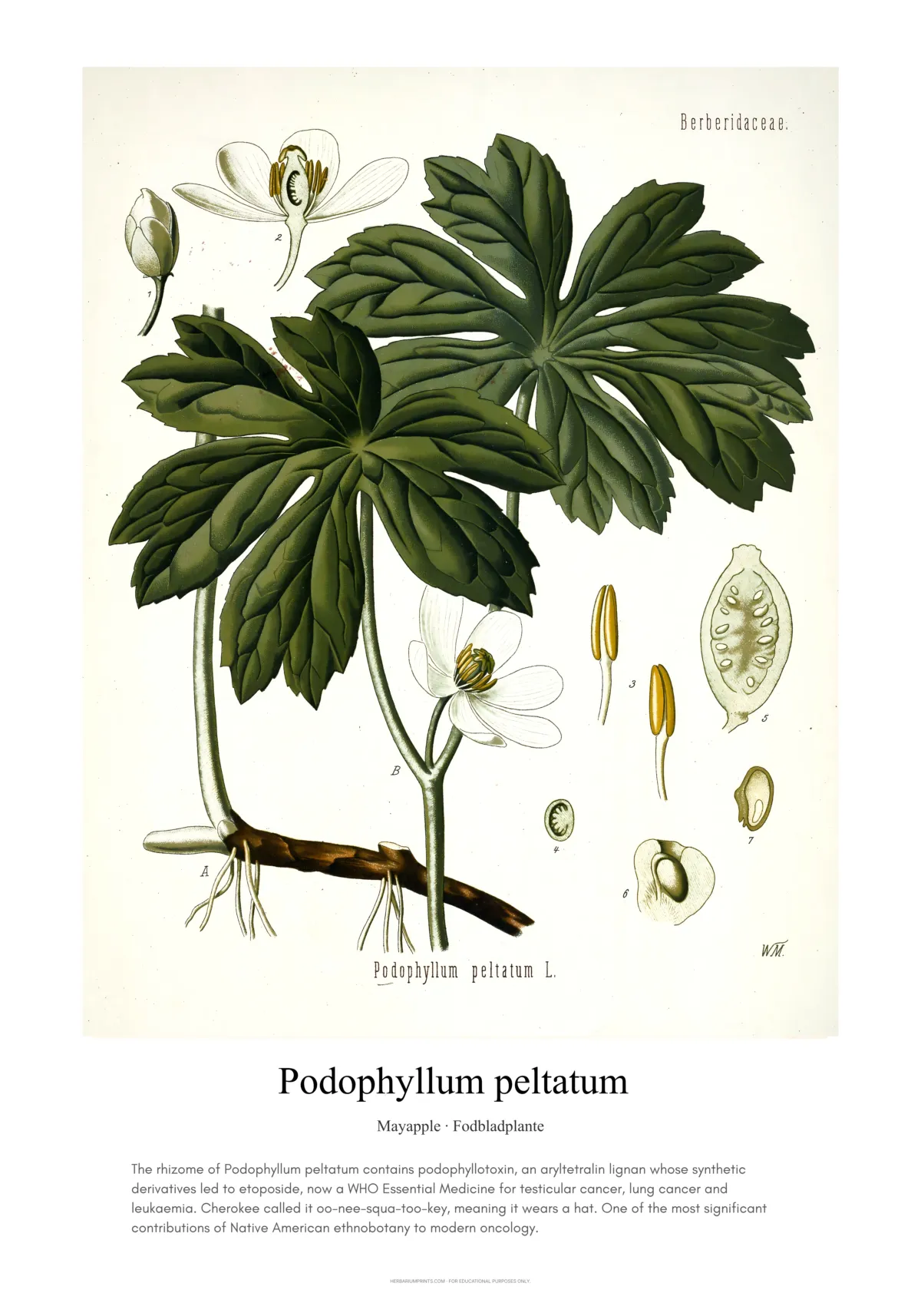 Podophyllum peltatum