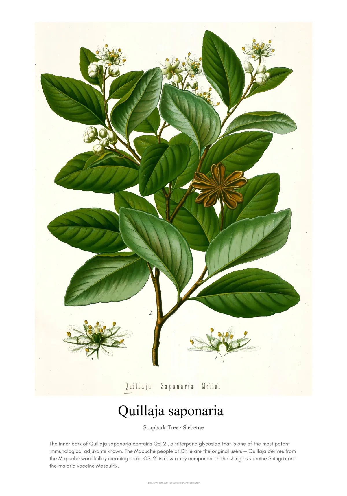 Quillaja saponaria
